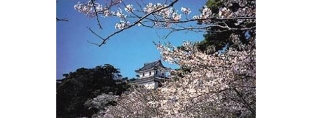 平戸城を桜が華やかに彩る / 亀岡公園