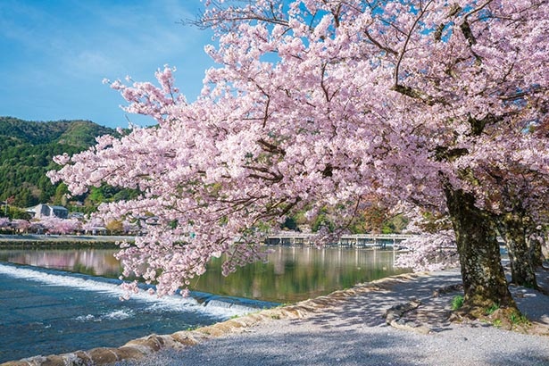 桜 京都 【2022年】京都の桜を見に行こう！開花情報・桜の名所・おすすめ体験を詳しく解説！