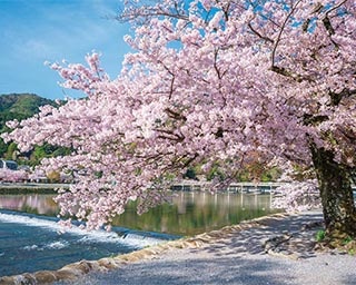 京都の桜を嵐電沿線を巡って満喫！歴史ある寺社の数々でお花見