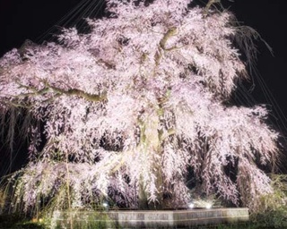 まだある！今年見るべき京都の夜桜ライトアップ6選