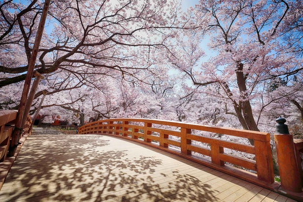 ここから満開の桜を眺めると雲のように見えると言われる「桜雲橋」