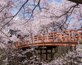 城址公園に春の訪れ！長野県伊那市で「高遠城址公園さくら祭り2020」開催