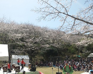 県内随一の桜が開花！鹿児島県いちき串木野市で「第18回さくら祭り」開催
