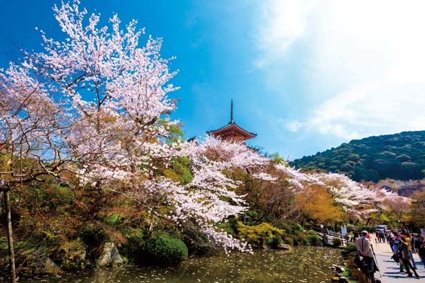 放生池。高さ31mを誇る日本最大級の三重塔を放生池周辺から見上げると、見事な桜と木々の緑、そして赤い塔の鮮やかなコントラストが楽しめる/清水寺