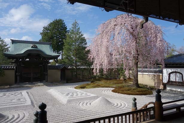 【写真を見る】枯山水式の方丈前庭・波心庭と一本の桜は春の名物/高台寺