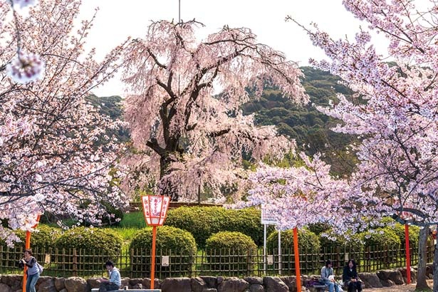 「祇園の夜桜」と称され親しまれる公園のシンボル/円山公園