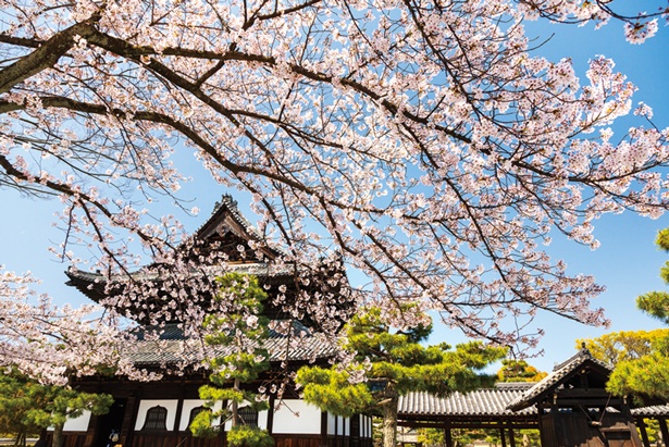 法堂の東側には大きなヤマザクラが咲き誇る/建仁寺