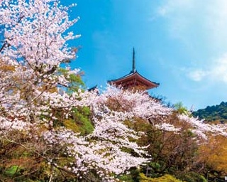 人気の名所はハシゴも可能！京都・東山の桜スポット7選
