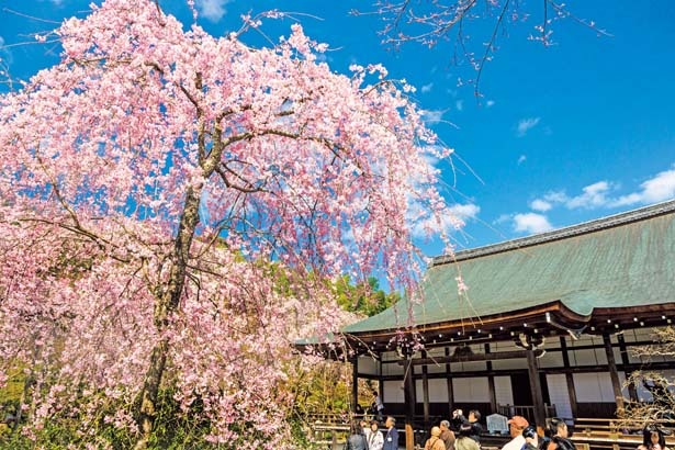 雄大な自然を借景にした桜の名所 京都 嵐山の桜スポット6選 ウォーカープラス