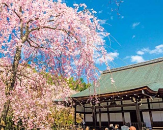 雄大な自然を借景にした桜の名所！京都・嵐山の桜スポット6選