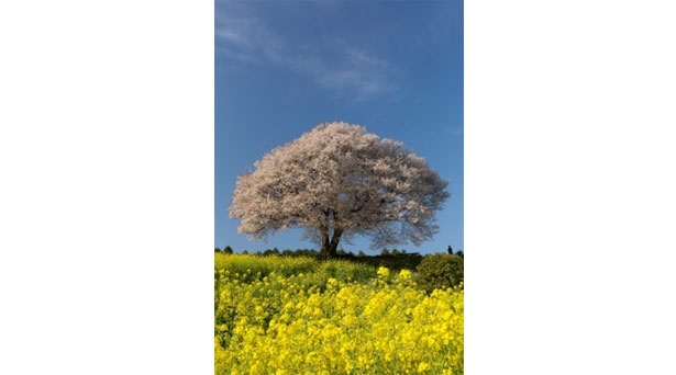一面の黄色の中に咲き誇る一本桜 / 馬場の山桜