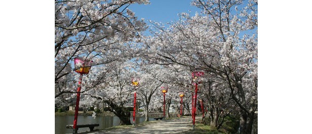 ずらりと並んだ桜の木が華やかに咲く / 小城公園