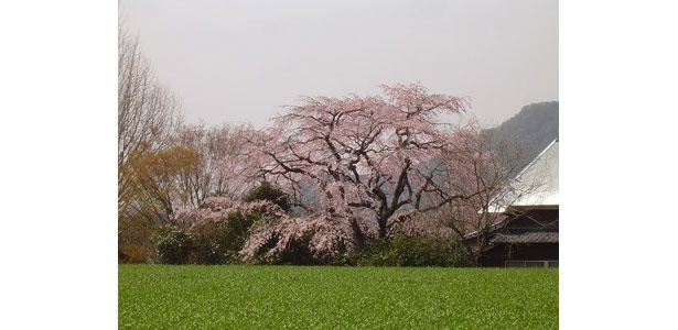 山里の緑を背景に淡いピンクの桜が映える / 宝珠寺