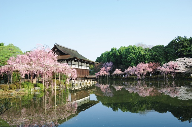 のんびり散策しながら道沿いの桜をめでる 岡崎 哲学の道で桜を楽しむスポット5選 ウォーカープラス