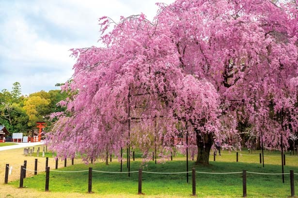画像1 6 賀茂川沿いに花見の名所が点在 京都 上賀茂 下鴨神社中心に巡る桜スポット4選 ウォーカープラス