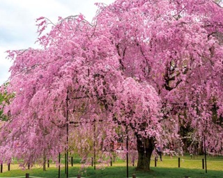 賀茂川沿いに花見の名所が点在！京都・上賀茂～下鴨神社中心に巡る桜スポット4選