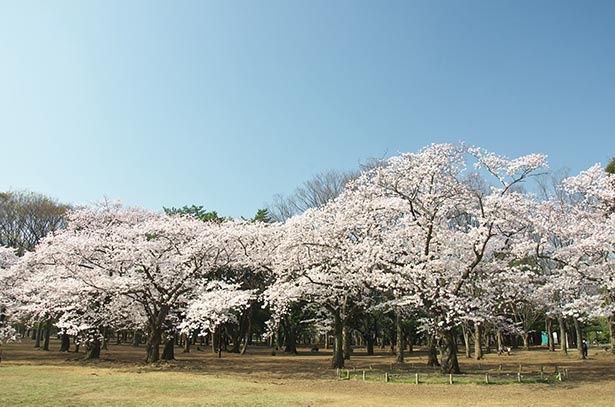 桜が彩る都心のオアシス