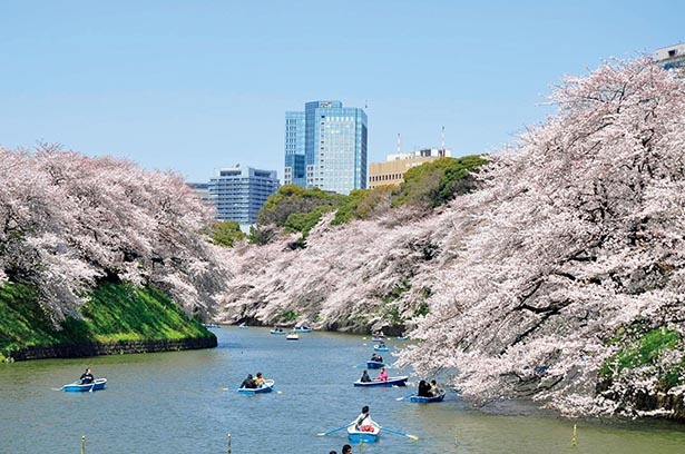 観桜期に約130万人が訪れる「千鳥ヶ淵」