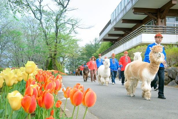 アルパカをはじめとした動物たちが園内を練り歩く「アニマルパレード」