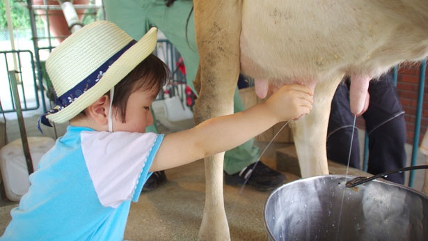 乳牛の乳搾り体験。牧場スタッフが搾り方を教えてくれるので、初めての人や子供も安心