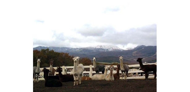 広大な牧場に、400頭以上のアルパカが飼育されている