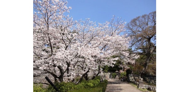 年九州お花見ガイド 福岡県久留米市内のおすすめお花見スポット3選 ウォーカープラス