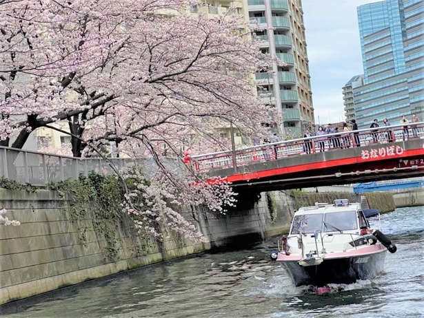 【画像】目黒川の桜をクルーザーで間近で堪能「目黒川お花見CHANDONクルーズ」