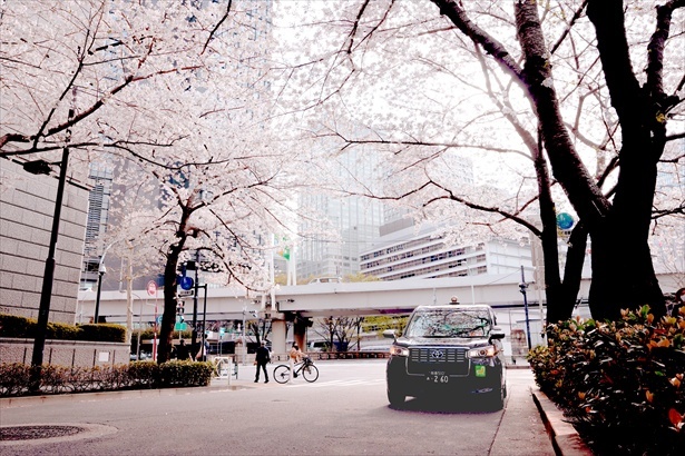 日本交通の乗務員が自ら監修した桜スポットを巡る「お花見タクシー」