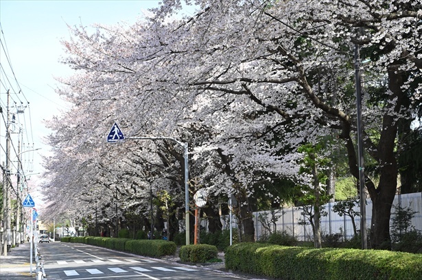 関東管区警察学校(小平市)周辺の桜。三和交通では横浜エリアをはじめ東京23区・西部や埼玉でもお花見タクシーを運行する