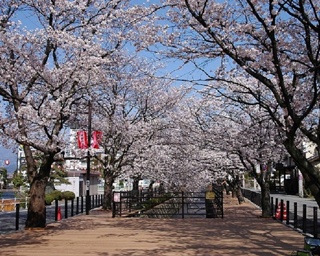 日本一の桃の里！山梨県笛吹市で「桃源郷春まつり」開催