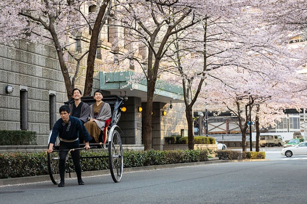 【写真】人力車から眺める桜の美しさは格別
