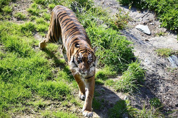 日本国内の動物園でも珍しいスマトラトラ