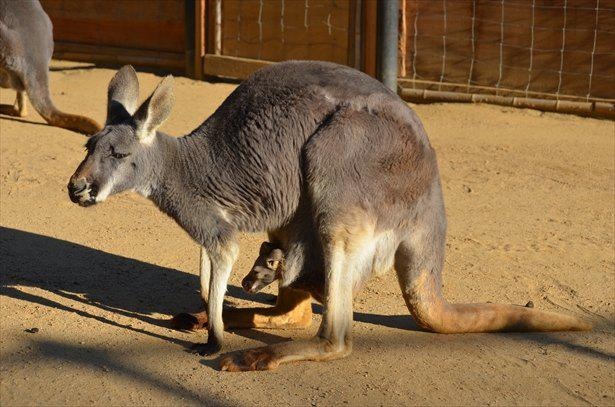 アカカンガルー