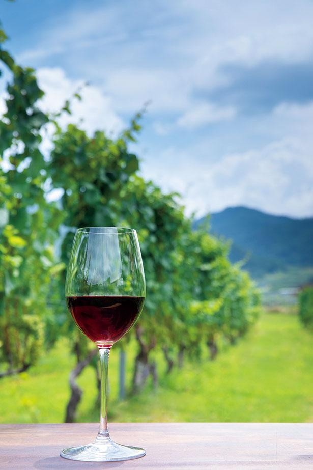 ヴィンヤードではカベルネ・ソーヴィニヨン、メルローなどワイン醸造用ぶどう20種類以上を栽培