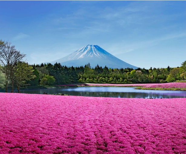 画像2 4 鮮やかな芝桜が大地を飾る 山梨県富士河口湖町で 富士芝桜まつり 開催 ウォーカープラス