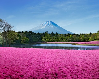 鮮やかな芝桜が大地を飾る！山梨県富士河口湖町で「2020富士芝桜まつり」開催