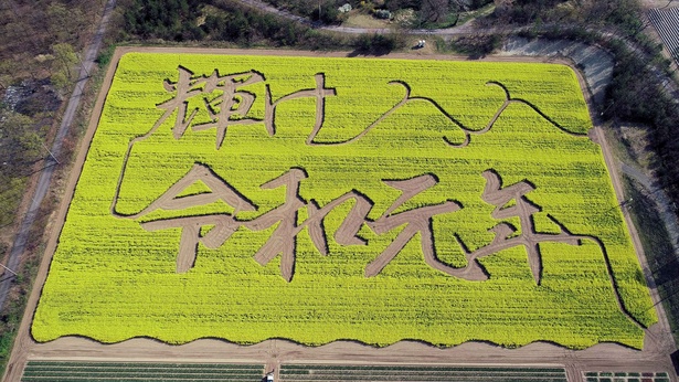子供に大人気の菜の花畑の迷路。今年が何になるかは会期までのお楽しみ(写真は2019年の菜の花文字)