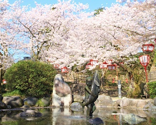 富山県内有数の桜の名所！「朝日山公園」で桜が見ごろ