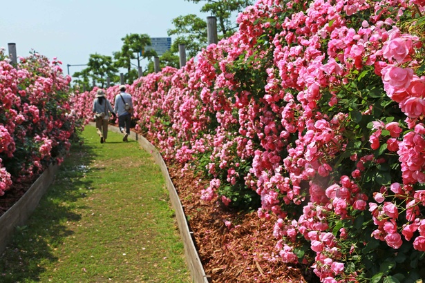 ピンクのバラに囲まれた回廊を歩けば気分も春爛漫に