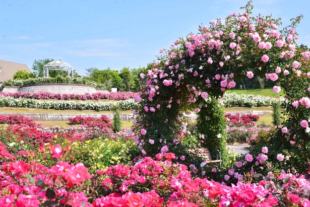 春到来で色鮮やかなバラが開花 鹿児島県鹿屋市で かのやばら祭り春 開催 ウォーカープラス