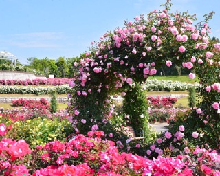 春到来で色鮮やかなバラが開花！鹿児島県鹿屋市で「かのやばら祭り2020春」開催
