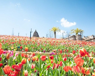 四国最大級のチューリップが咲き誇る！「14万本のチューリップ祭」が 香川県のレオマリゾートで開催中