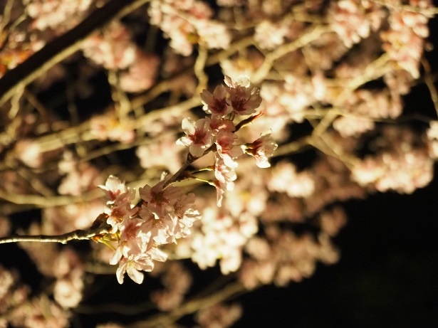 城内には種類豊富な桜があり、早咲きの桜は見ごろを迎えている。