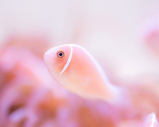 水族館なのにピンク？「春爛漫！！ピンクコーデな生きものたち」が三重県の鳥羽水族館で開催中