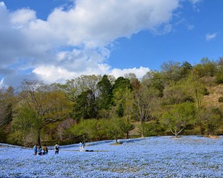 春の花が咲き誇る「スプリングフェア2020」が岐阜県可児市で開催中