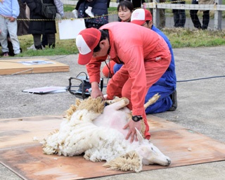 家族でゆったりと春を満喫！神奈川県横浜市こどもの国の桜満開