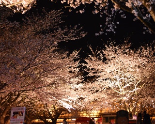 牧場で春を体感！千葉県成田市の成田ゆめ牧場で春のイベント開催中