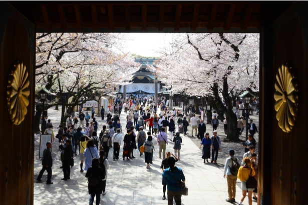 【中止】靖國神社の桜―「さくらフェスティバル」
