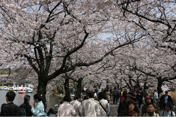 【中止】上野恩賜公園の桜―「うえの桜まつり2020」