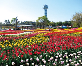 花や大自然に囲まれる！春に行きたい、岐阜の絶景スポット4選